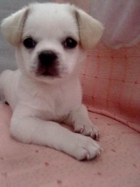 黑色短毛的小型犬有什么品种