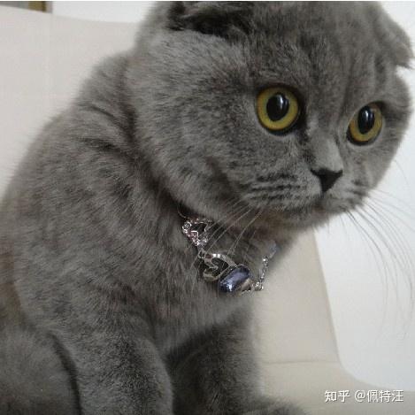 英短蓝猫好养活不