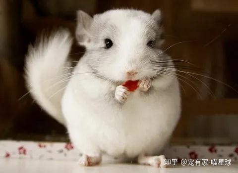 龙猫什么时候产仔