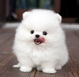 博美犬多久打一次疫苗最好