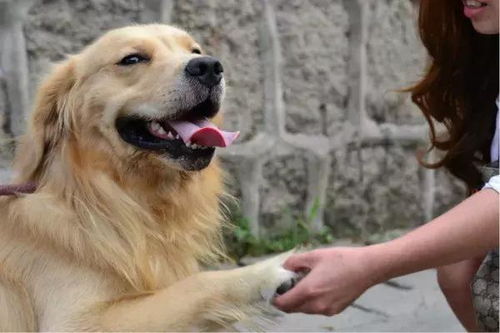 狗狗散步多久合适