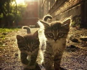 家养猫咪会不会起跳蚤