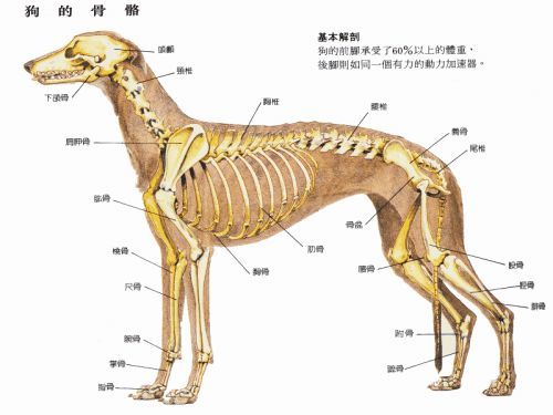 狗狗后腿关节骨头突出