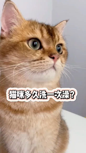 猫多久洗次澡一次