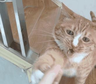 猫为什么要打
