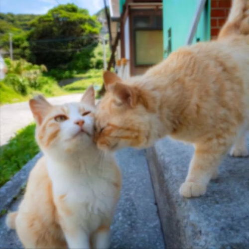 猫咪交配多久算成功