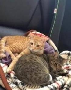 猫生产后几天可以出门