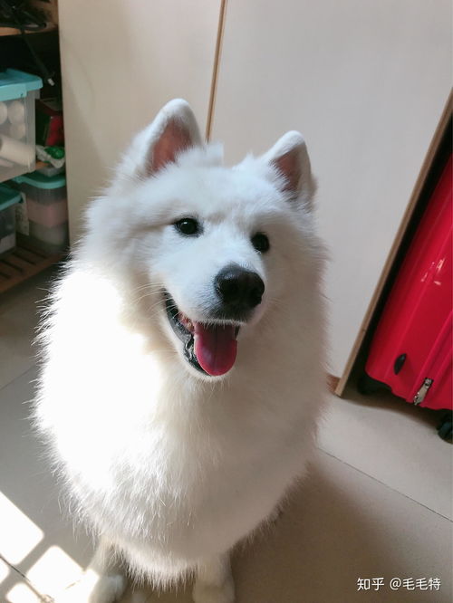 萨摩耶怎么增肥