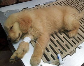 给狗狗输液怎么输