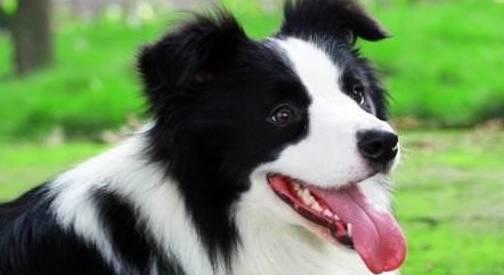 边境牧羊犬能不能养