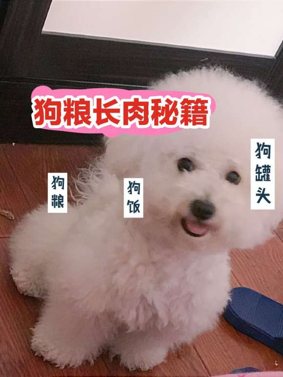狗狗吃什么长胖长肉