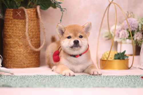 柴犬不在外面大小便怎么处理