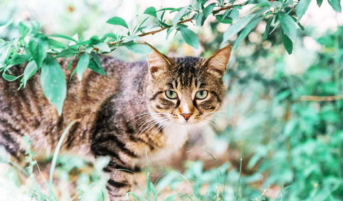 土猫多久成年