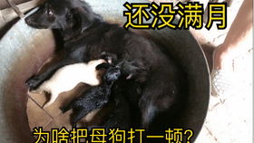 母狗刚刚生完感冒了怎么办