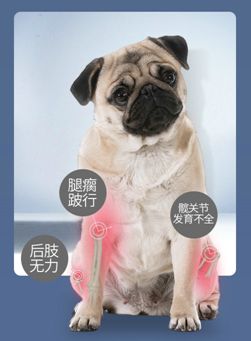 狗狗关节不好