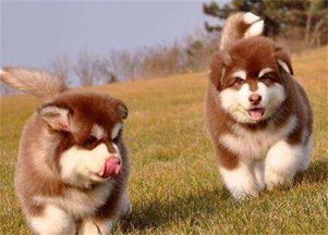 阿拉斯加幼犬补钙