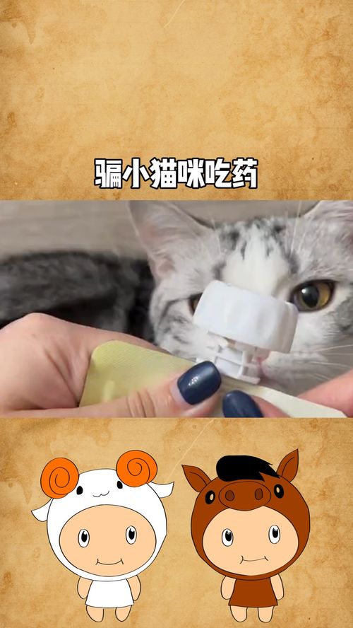 如何骗猫咪吃药