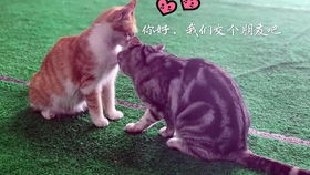 狗吃生食会咬人吗