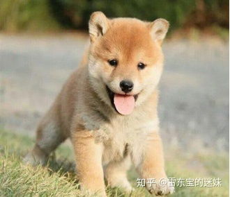 柴犬多久换牙正常
