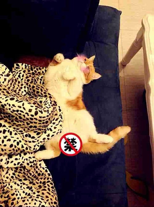 加菲猫一天喂多少比较好