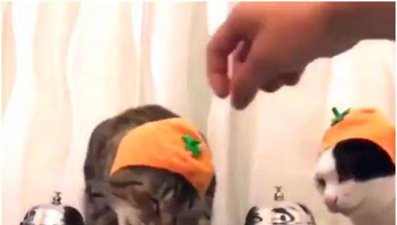 怎么训练猫咪亲亲