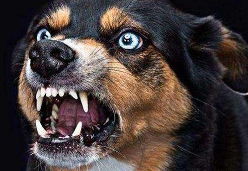 狗狂犬病潜伏期多久过安全期
