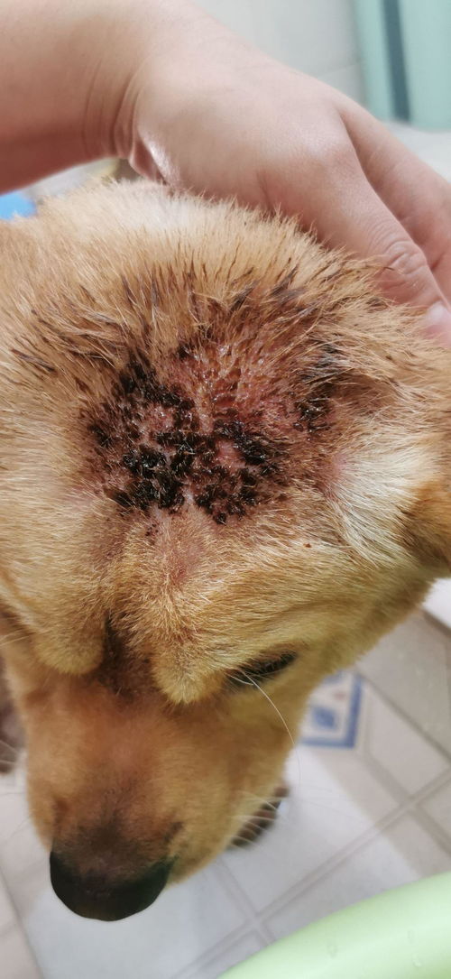 狗狗螨虫打针治疗最多打几针