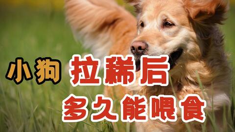 狗狗拉稀带血能自愈吗