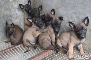 哪里有专卖马犬的基地