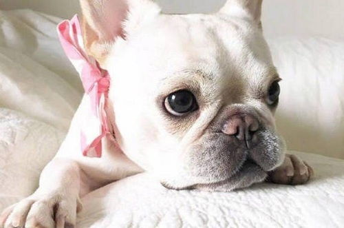 斗牛犬流黄鼻涕