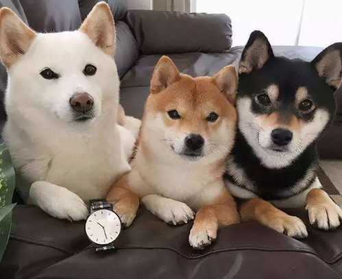 柴犬有哪些颜色的狗