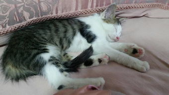 小猫多久会走路吃猫粮