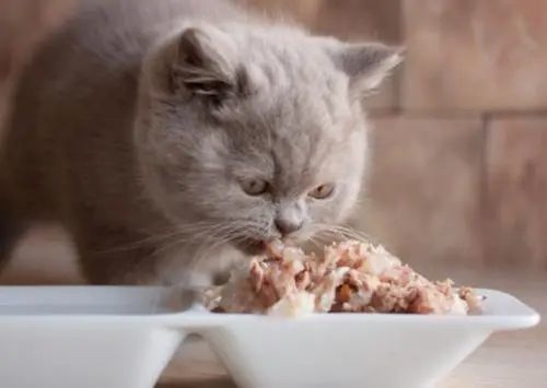 如何增加猫咪食欲