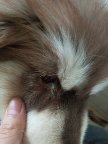 狗狗吃了骨头拉稀会自愈吗