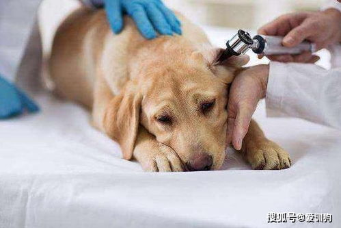 狗狗吐有点拉稀是什么问题