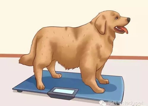 狗粮与体重