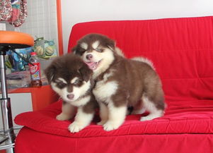 棕色阿拉斯加犬多少钱一只