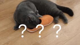 猫玩主人的拖鞋
