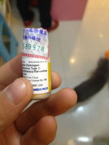 狗狗疫苗在哪里买比较好