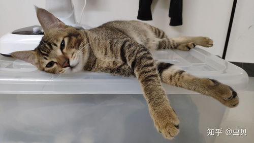 猫 断尾巴