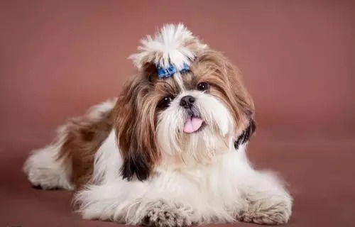 长毛犬有哪些种类