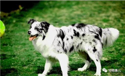 什么狗可以做牧羊犬