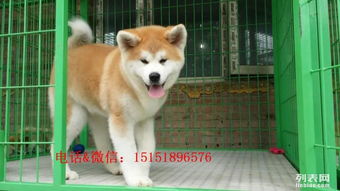 纯种秋田犬价格一般多少