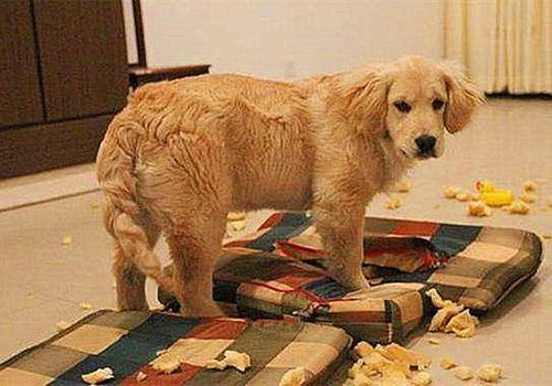 上海不允许养大型犬