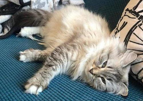 猫咪多久清理一次耳正常