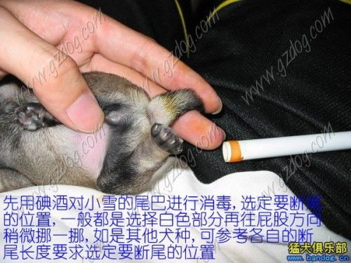 狗狗断尾多长时间能掉