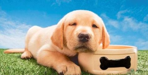 狗狗精神不好但是食欲很好