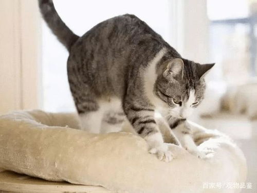 母猫喂多久奶可以断奶
