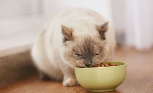 猫咪怎么选猫粮