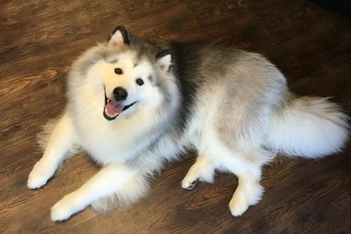 阿拉斯加犬怎么叫